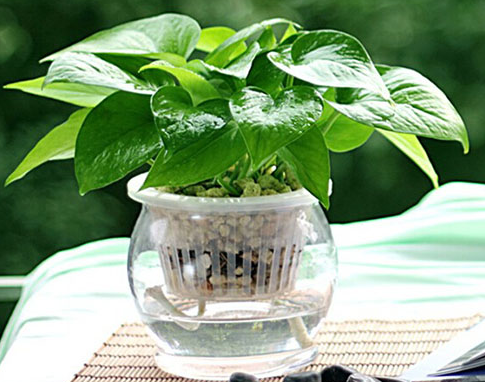 办公室绿萝水培攻略