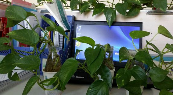 办公室绿萝水培攻略