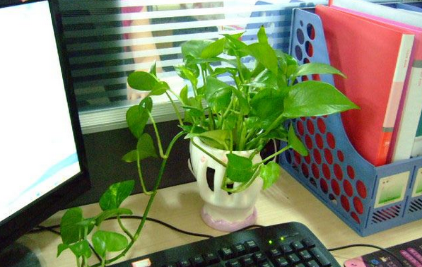 办公室绿萝水培攻略